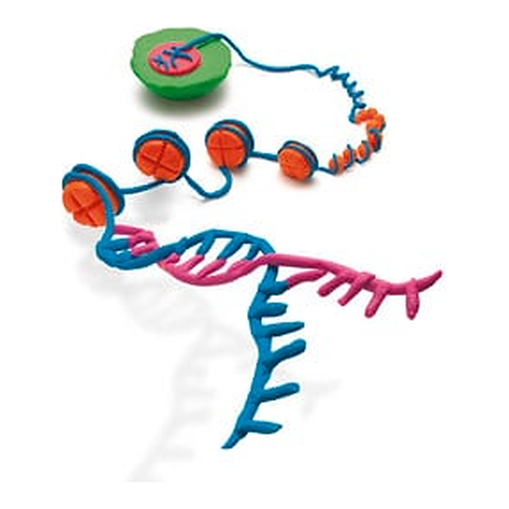 Merck EZ-Magna ChIP G - Chromatin Immunoprecipitation Kit