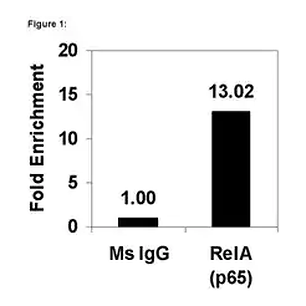 Merck ChIPAb+ NFκB p65 (RelA) - ChIP Validated Antibody and Primer Set