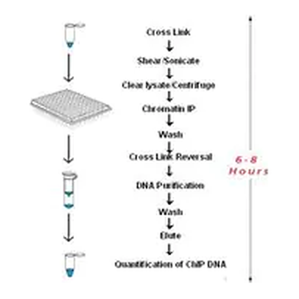 Merck Imprint Chromatin Immunoprecipitation Kit