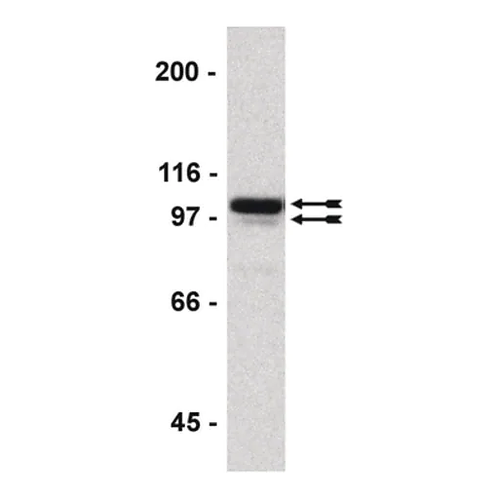 Merck ChIPAb+ Sp1 - ChIP Validated Antibody and Primer Set