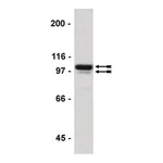 Merck ChIPAb+ Sp1 - ChIP Validated Antibody and Primer Set