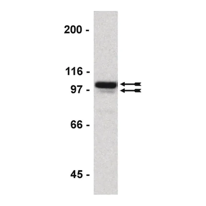 Merck ChIPAb+ Sp1 - ChIP Validated Antibody and Primer Set
