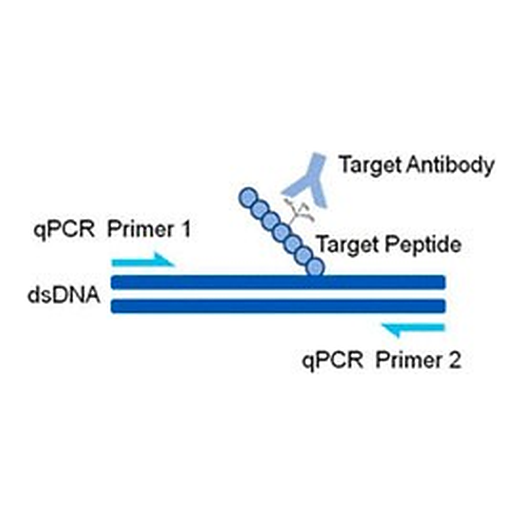 Merck AccuChIP Unmodified-Histone H3 (Lys4) Chromatin Immunoprecipitation Internal Control