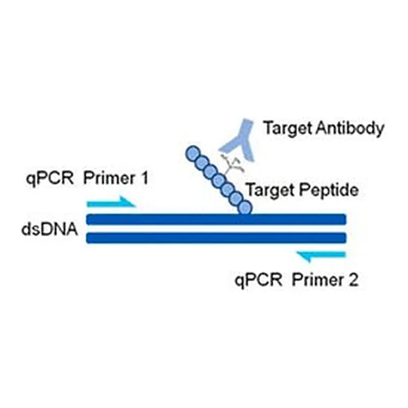 Merck AccuChIP Unmodified-Histone H3 (Lys4) Chromatin Immunoprecipitation Internal Control