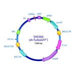 Merck MISSION pLKO.1-puro TurboGFP shRNA Control Transduction Particles, High Titer