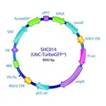 Merck MISSION pLKO.1-puro-UbC-TurboGFP Positive Control Plasmid DNA