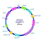 Merck MISSION pLKO.1-puro-CMV-TagRFP Positive Control Transduction Particles