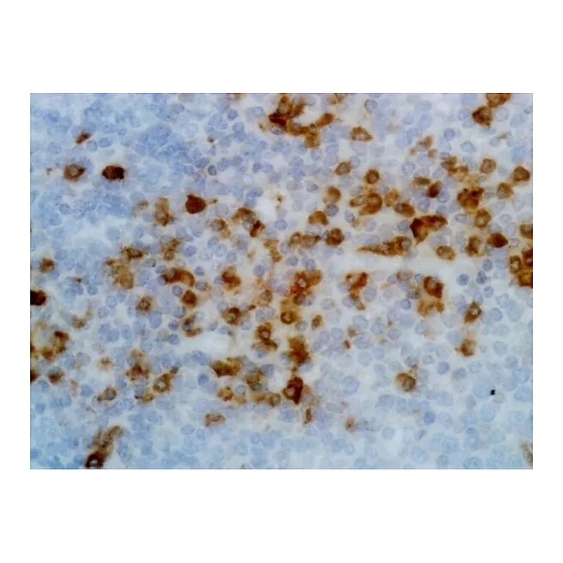 Thermo Fisher Scientific Rabbit anti-Human Kappa Light Chain Recombinant Secondary Antibody