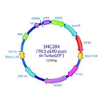 Merck MISSION TRC2 pLKO.5-puro TurboGFP shRNA Control Plasmid DNA