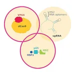 Merck SAM CRISPRa Helper Construct Kit Lentiviral Transduction Particles