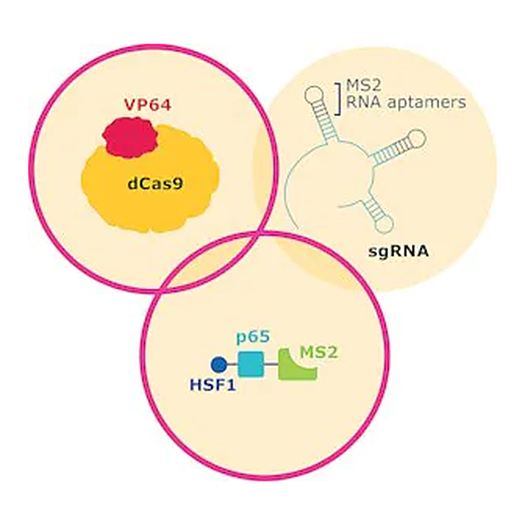 Merck SAM CRISPRa Helper Construct Kit Plasmid DNA