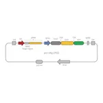 Merck CRISPR-Lenti Human Positive Control DNA
