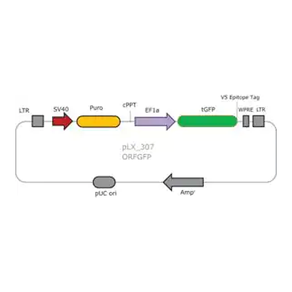 Merck MISSION TRC3 ORF GFP DNA Control
