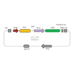Merck MISSION TRC3 ORF GFP DNA Control