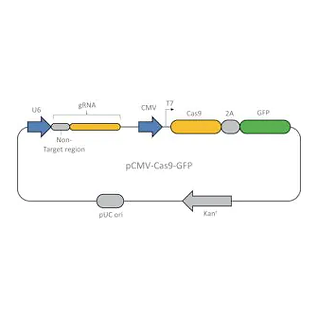 Merck CRISPR UNIVERSAL NEGATIVE CONTROL 1
