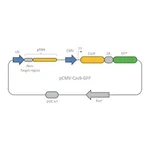 Merck CRISPR UNIVERSAL NEGATIVE CONTROL 1