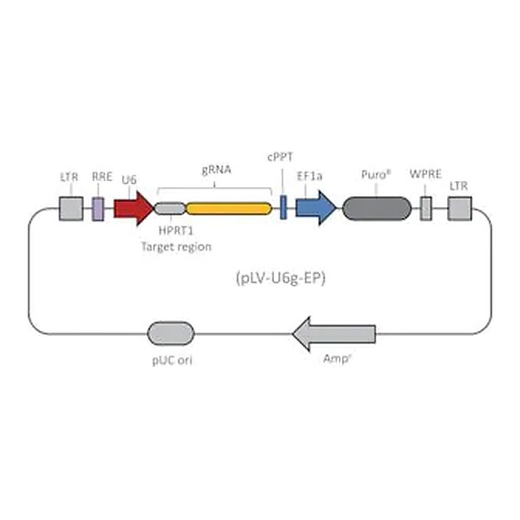 Merck Lenti CRISPR HPRT1 gRNA Control Transduction Particles, High Titer (LV02 vector)