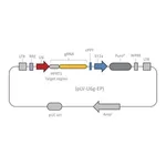 Merck Lenti CRISPR HPRT1 gRNA Control Transduction Particles, High Titer (LV02 vector)