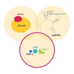 Merck MS2-P65-HSF1-Hygromycin SAM CRISPRa Helper Construct 2 Lentiviral Transduction Particles
