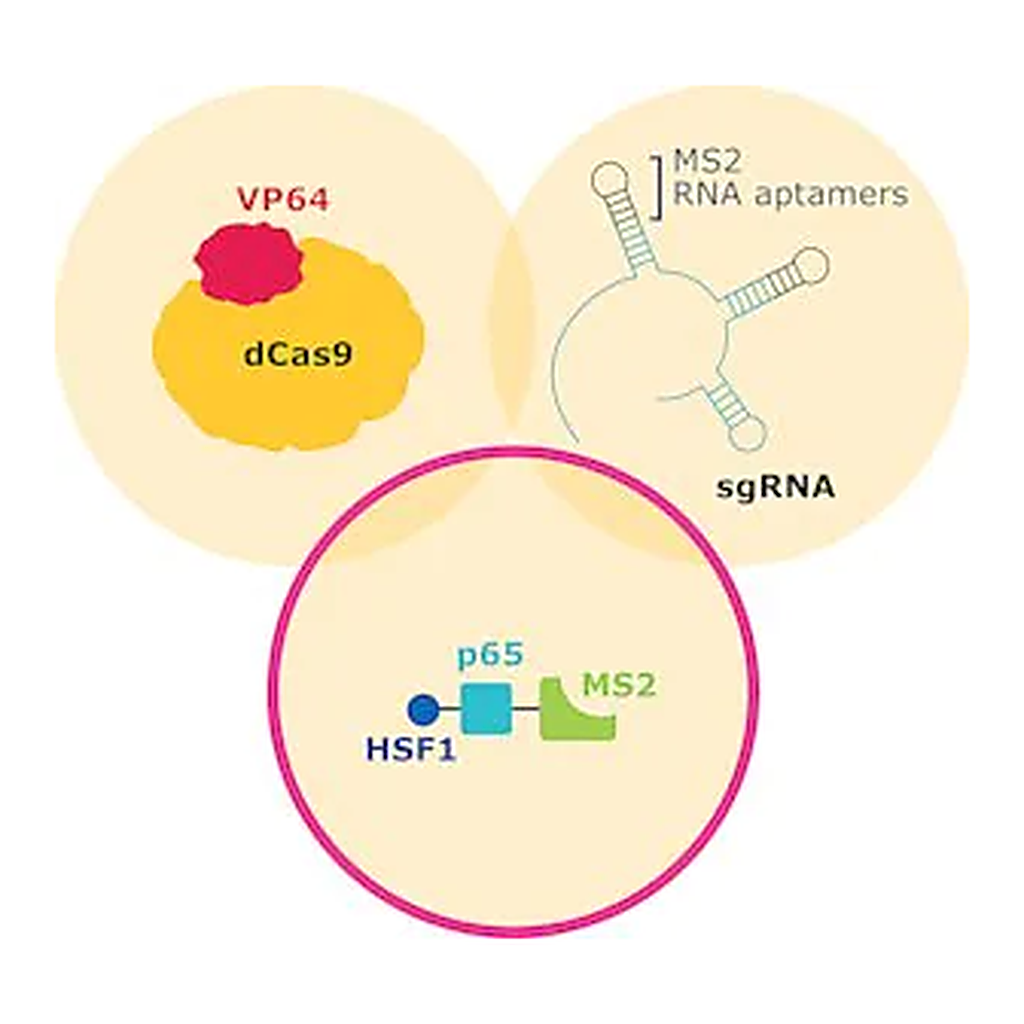 Merck MS2-P65-HSF1-Hygromycin SAM CRISPRa Helper Construct 2 Plasmid DNA