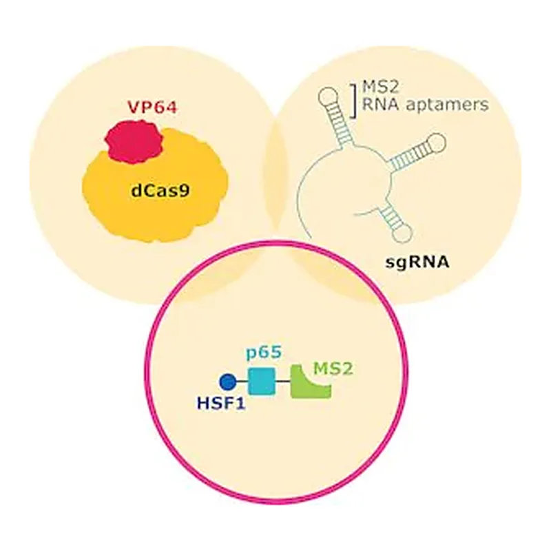Merck MS2-P65-HSF1-Hygromycin SAM CRISPRa Helper Construct 2 Plasmid DNA
