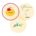 Merck dCas9-VP64-Blasticidin SAM CRISPRa Helper Construct 1 Lentiviral Transduction Particles