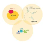Merck Mouse Whole Genome SAM CRISPRa Pooled Lentiviral Library Kit Zeo