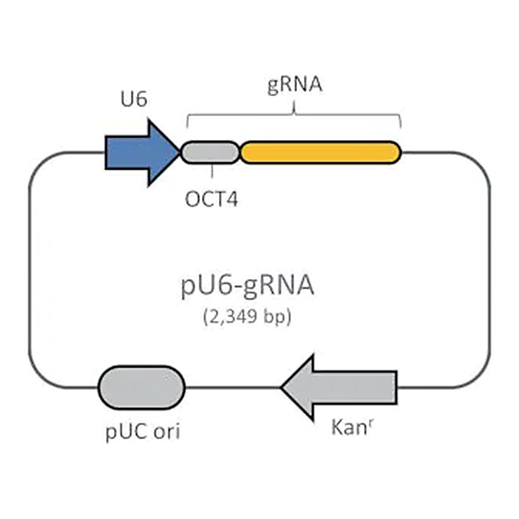 Merck CRISPR Activator Human Oct4 Positive Control Plasmid