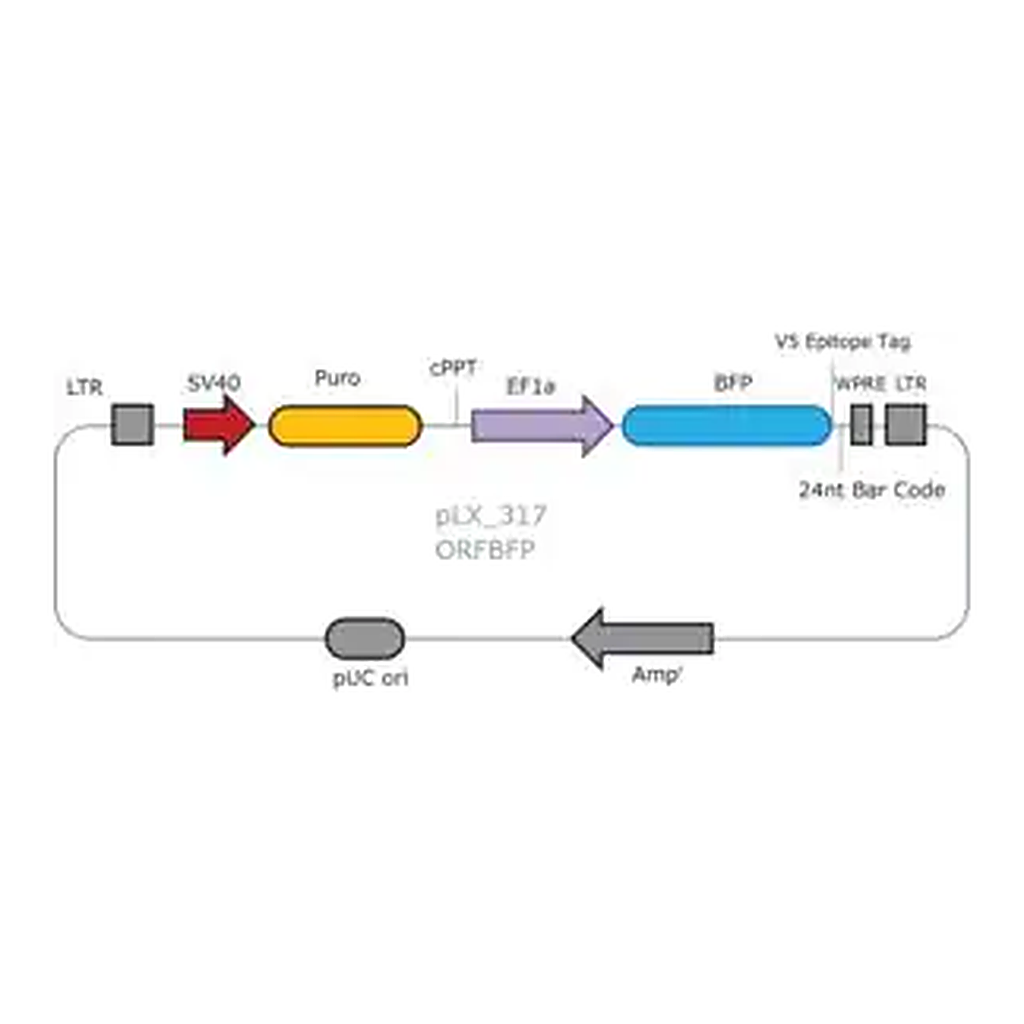 Merck MISSION TRC3 ORF BFP Lentivirus High Titer Control
