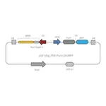 Merck Lenti CRISPR Universal Non-Target Control#1 Transduction Particles (LV04 vector)