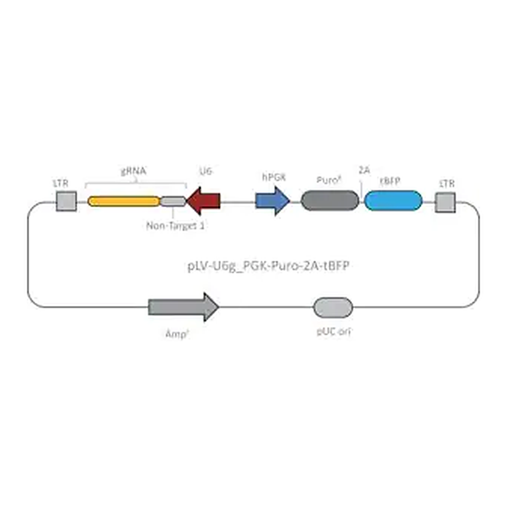 Merck Lenti CRISPR Universal Non-Target Control#1 Plasmid DNA (LV04 vector)