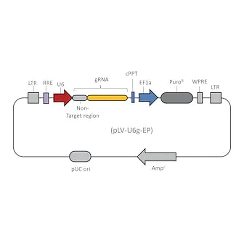 Merck Lenti CRISPR Non-Target gRNA Control Transduction Particles, High Titer (LV02 vector)