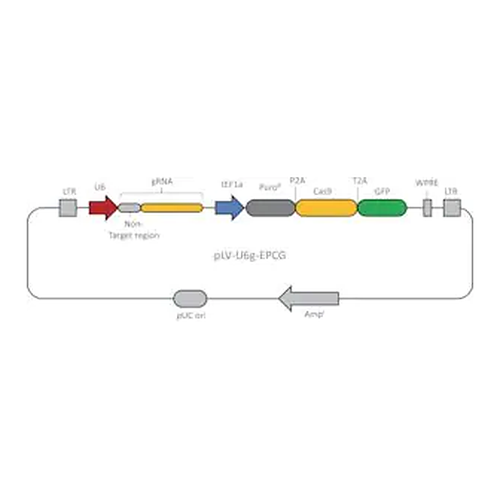 Merck CRISPR-Lenti Non-Target Control High Titer Transduction Particles