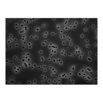 Merck Isopore Membrane Filter