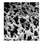 Merck MF-Millipore Membrane Filter, 0.8 µm pore size, gridded
