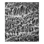 Merck Fluoropore Membrane Filter