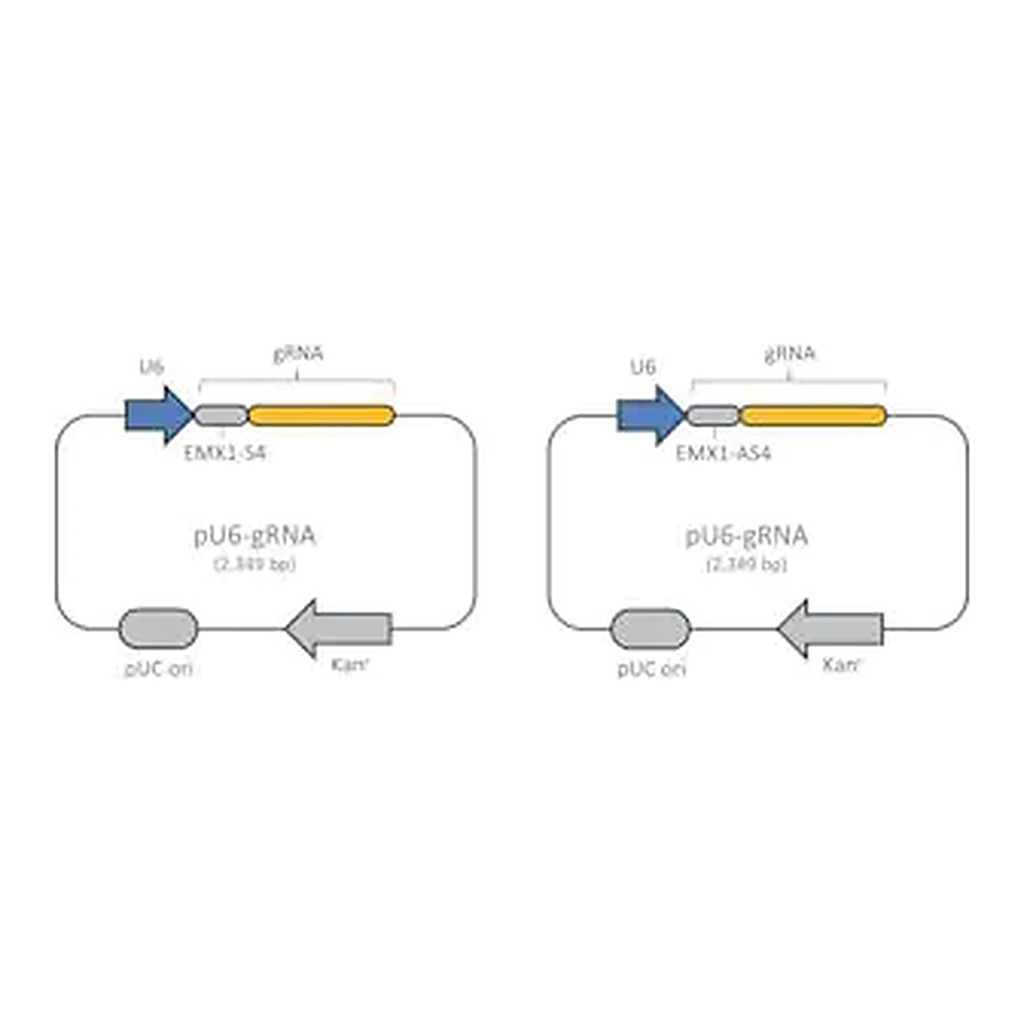 Merck CRISPR Nickase EMX1 Positive Control