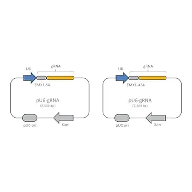 Merck CRISPR Nickase EMX1 Positive Control