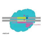 Merck eSpCas9 Protein