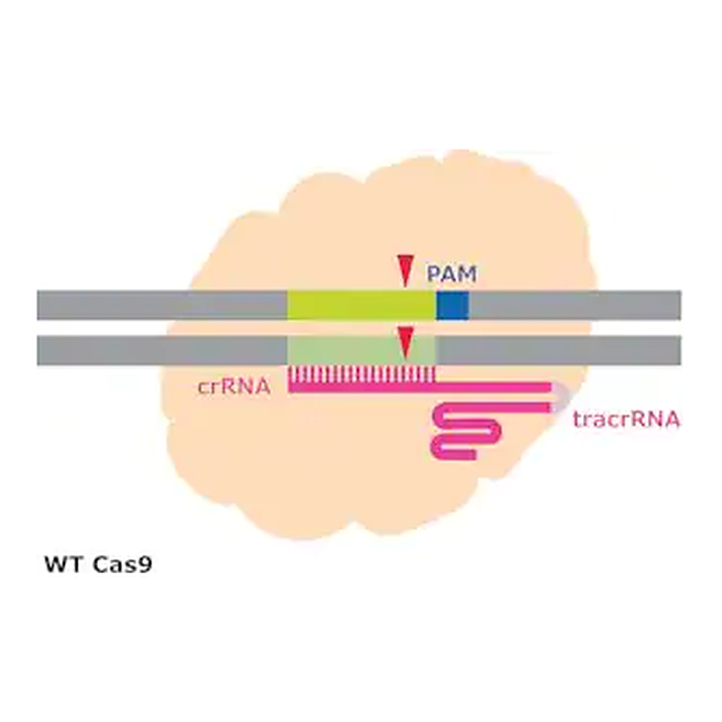 Merck Cas9 Protein