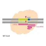 Merck Cas9 Protein