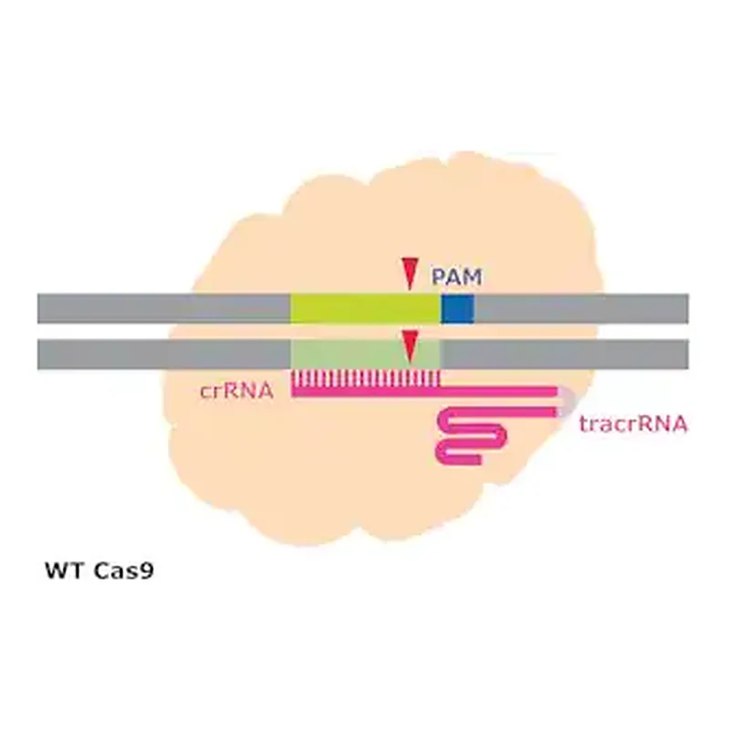 Merck Cas9 Protein