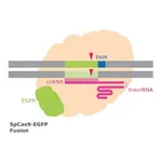 Merck Cas9-GFP Protein