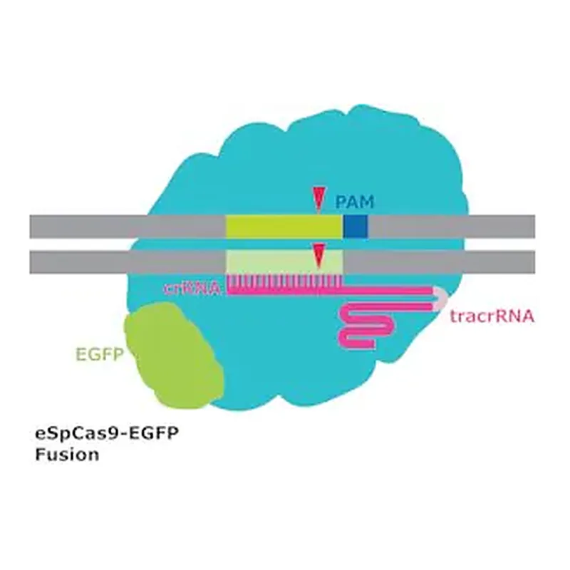 Merck eSpCas9-GFP Protein