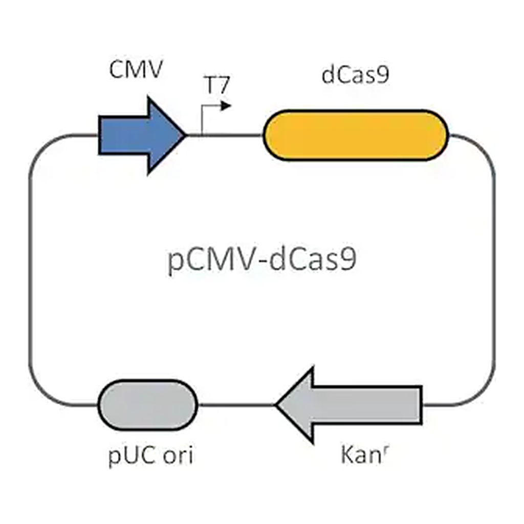 Merck Dead Cas9 plasmid