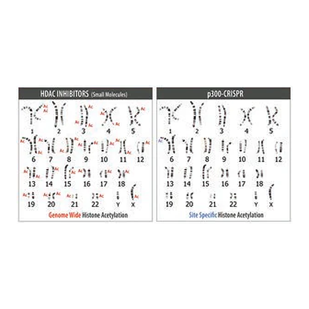 Merck Sigma CRISPR dCas9-p300 Activator Expression Plasmid