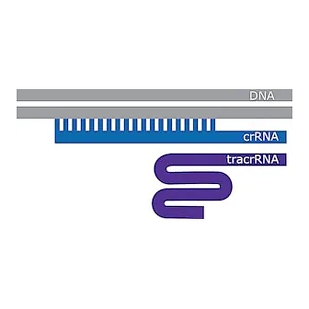 Merck SygRNA Cas9 Synthetic Modified tracrRNA