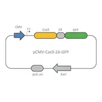 Merck CMV-CAS9-2A-GFP Plasmid
