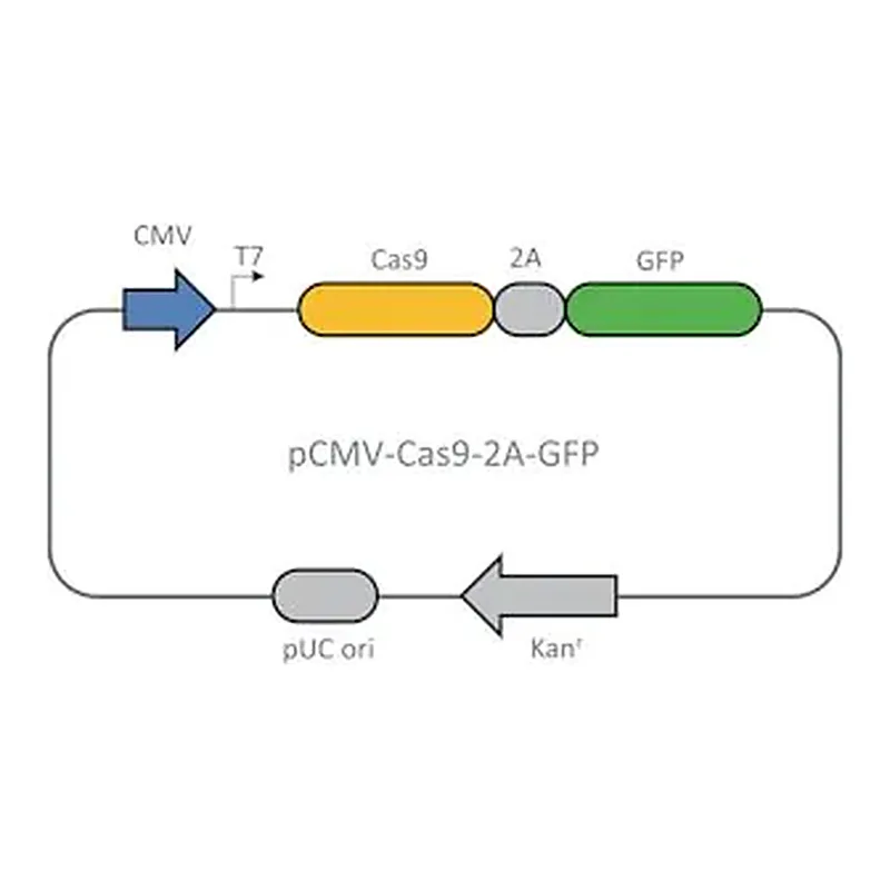 Merck CMV-CAS9-2A-GFP Plasmid