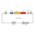 Merck Cas9-RFP Lenti Plasmid